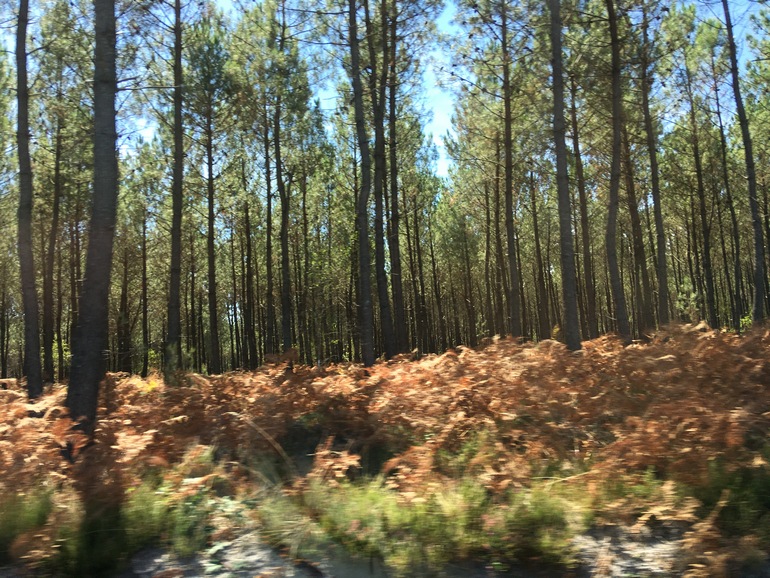 Door de bossen naar de camping